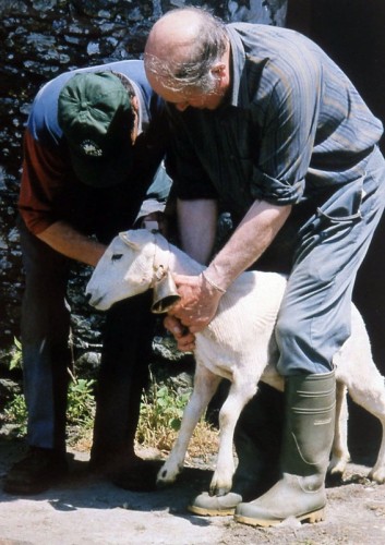Farmers attaching ‘Herd Bells’, bronze, leather, sheep, Strata Florida, ‘Strata’, at Strata Florida, Wales and Kells, Ireland, 2005