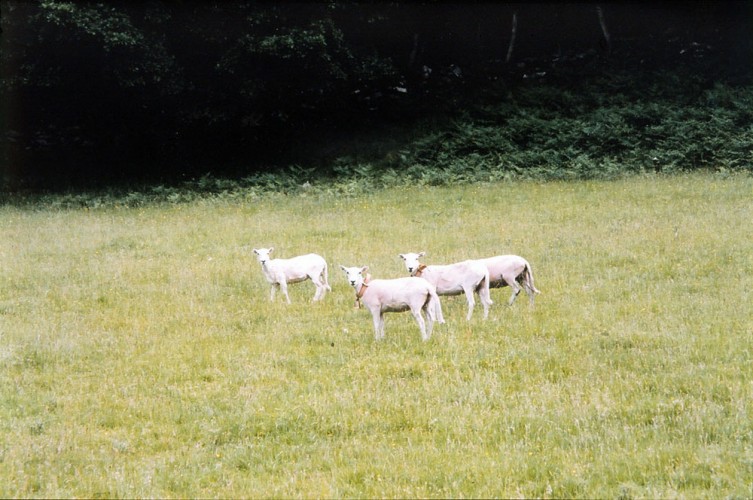 ‘Herd Bells’, 2005, bronze, leather, sheep, sizes variable